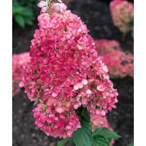 Гортензия метельчатая Строберри Блоссом С3