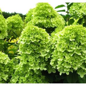 Гортензия метельчатая Лаймлайт С2