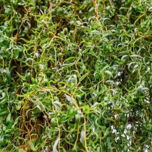 Ива Свердловская извилистая С2