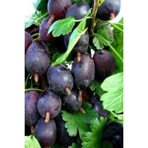 Крыжовник Грушенька 1л