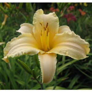 Лилейник Мелоди Лайм 0.8л