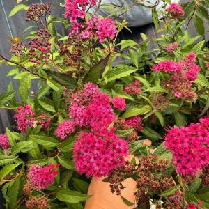 Спирея японская Неон Флеш 0.8л