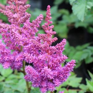 Астильба Пурпл С1,6 весна
