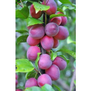 Слива Блю Свит (колонка) С2