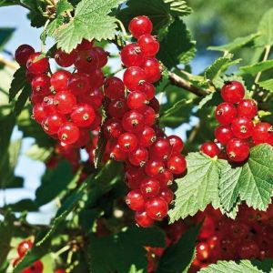 Красная смородина Сахарная С4
