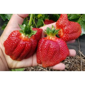 Земляника Азия 0,5