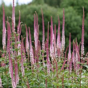 Вероникаструм Эрика Р9