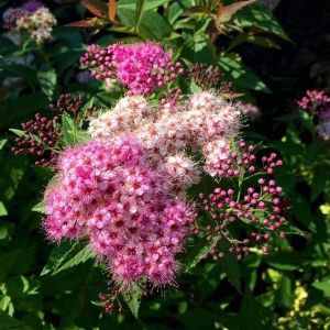 Спирея японская Широбана Р9