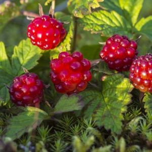 Княженика Анна Р9