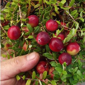 Клюква Стивенс С1 осень