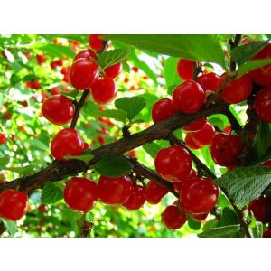 Войлочная вишня Лето 0,8л осень