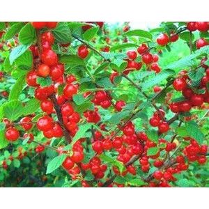 Вишня войлочная Натали 0,8л осень