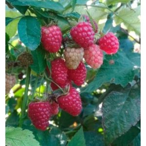 Малина рем. Дочь Геракла С1 осень