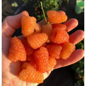 Малина рем. Оранжевое чудо C1 осень