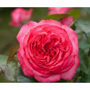 Роза Плетистая Антик89 (С4 (Р)