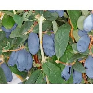 Жимолость Канадская Северный Буран С2