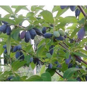 Жимолость Югана С1,6 весна