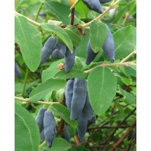 Жимолость Сильгинка С2 весна