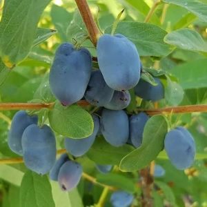 Жимолость Северная Красавица С3