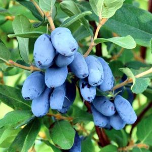 Жимолость камчатская Бореалис С1,5