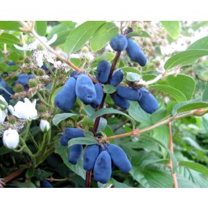 Жимолость Черничка 0,8л