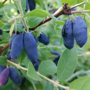 Жимолость Голубое Сокровище С1,6