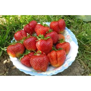 Земляника Лорд