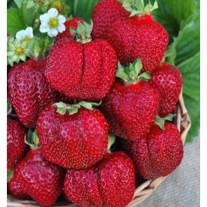 Земляника Баунти 1 шт осень