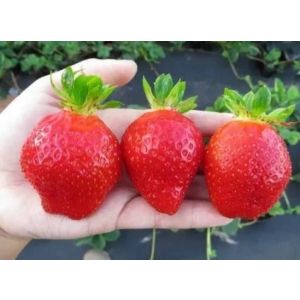 Земляника ремонтантная Маджестик