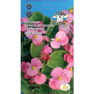 Бегония Птенчик F1 (вечноцветущая, светло-розовая)10 шт Седек