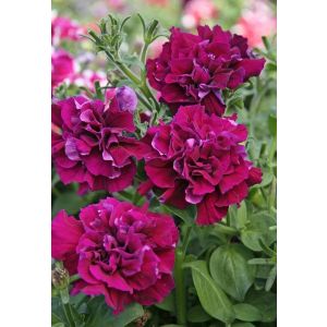 Петуния Дабл каскад F1 Бургунди 10др Садовита Ц