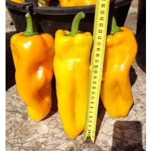 Перец Желтый великан 20шт (СамСем)