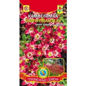 Камнеломка Пурпурмантель (Плазмас)