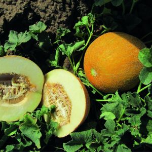 Дыня Золотой шар 15шт (Поиск)