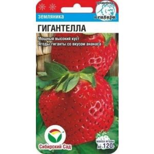 Земляника Гигантелла 10шт (СибСад)