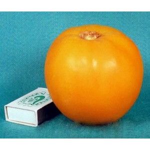 Томат Апельсиновый 20шт (СамСем)