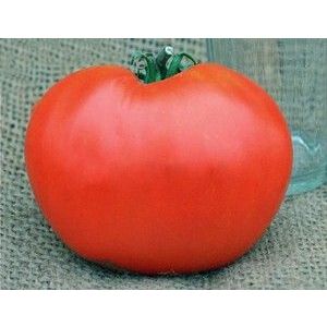 Томат Шпаковский 20 шт (СамСем)