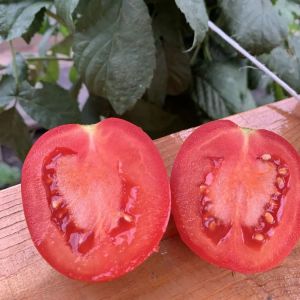 Томат Сластена Розовая 20 шт (СамСем)