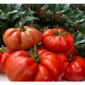 Томат Минусинский 20 шт (СамСем)