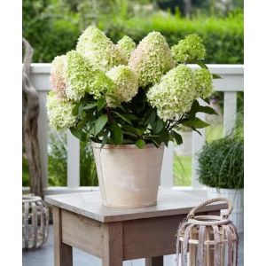 Гортензия Литтл Фрайз Р9 осень