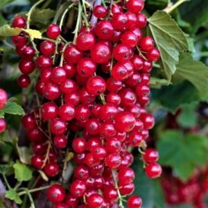 Смородина красная Восторг ОКС осень