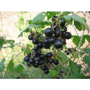 Смородина Черная Соболинка ОКС осень