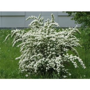 Спирея Ван-Гутта Ван Хотей Р9 осень