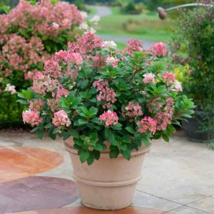 Гортензия Литтл Квик Файер Р9 осень