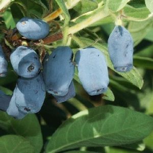 Жимолость Сильгинка ОКС осень