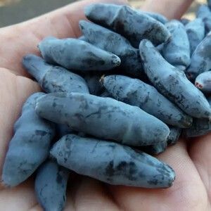 Жимолость Бакчарский Великан ОКС осень