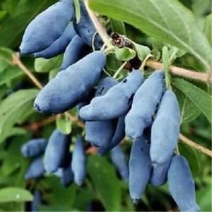 Жимолость Восторг ОКС осень