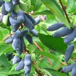 Жимолость Сибирячка ОКС осень