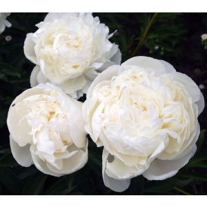 Пион Эльза Сасс корень 2-3п осень