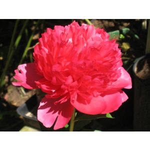 Пион Комманд Перфоманс корень 2-3п осень